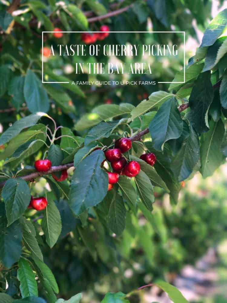 Ripe cherries on a branch in an orchard