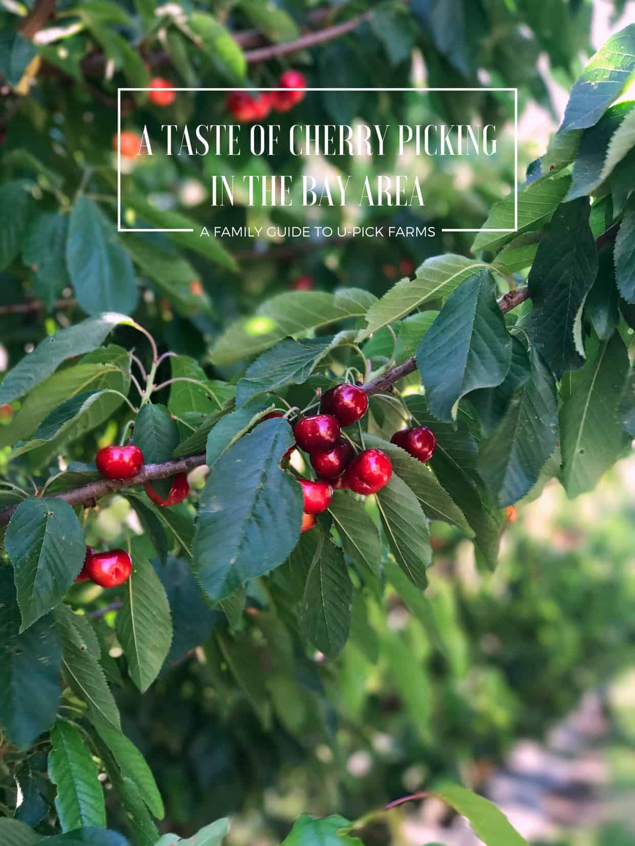 A Taste of Cherry Picking in the Bay Area A Family Guide to UPick