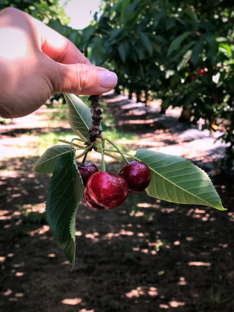 A hand holding ripe cherries and leaves on the stems in a U-pick cherry orchard.