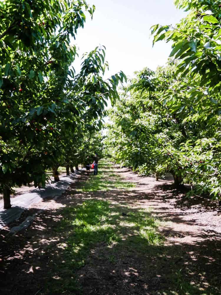 Cherry orchard in Brentwood, California as part of a guide to u-pick cherries in the Bay Area.