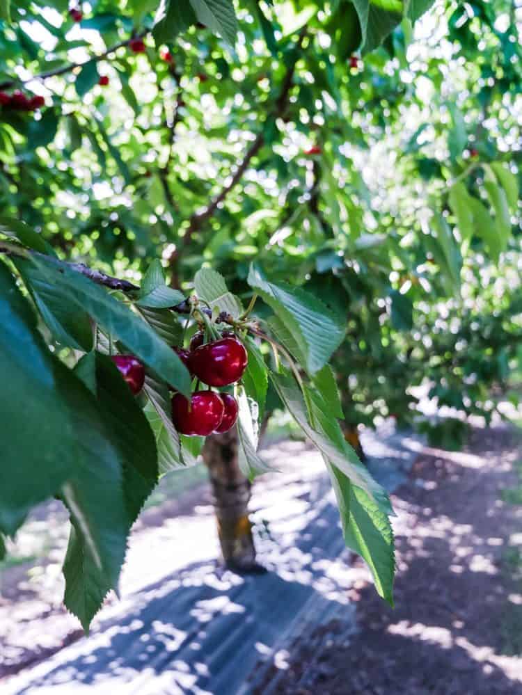 Cherries ripe on the tree in an orchard in Brentwood, California as part of a guide to u-pick cherries in the Bay Area.