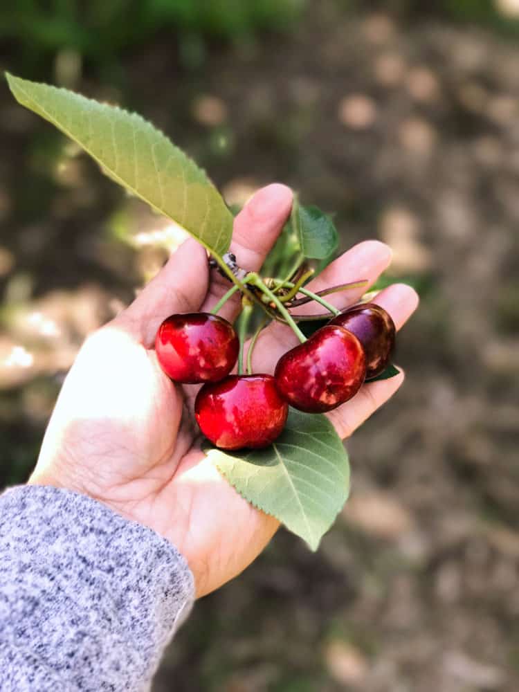 A hand holding a small bunch of ripe cherries and leaves on the stems.