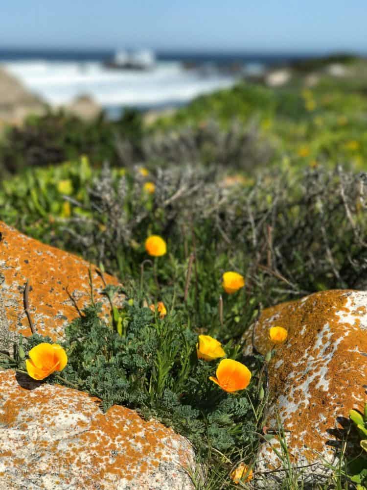 Orange flowers growing out of rocks on the coast near the Pebble Beach Food & Wine.