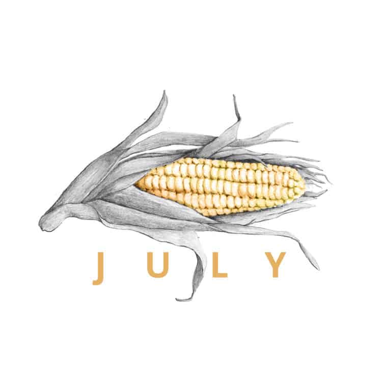 Corn on the cob hand drawn artwork with "July" below the corn