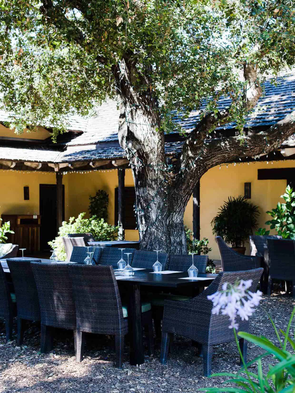 Tables and chairs set up outdoors under a large tree.