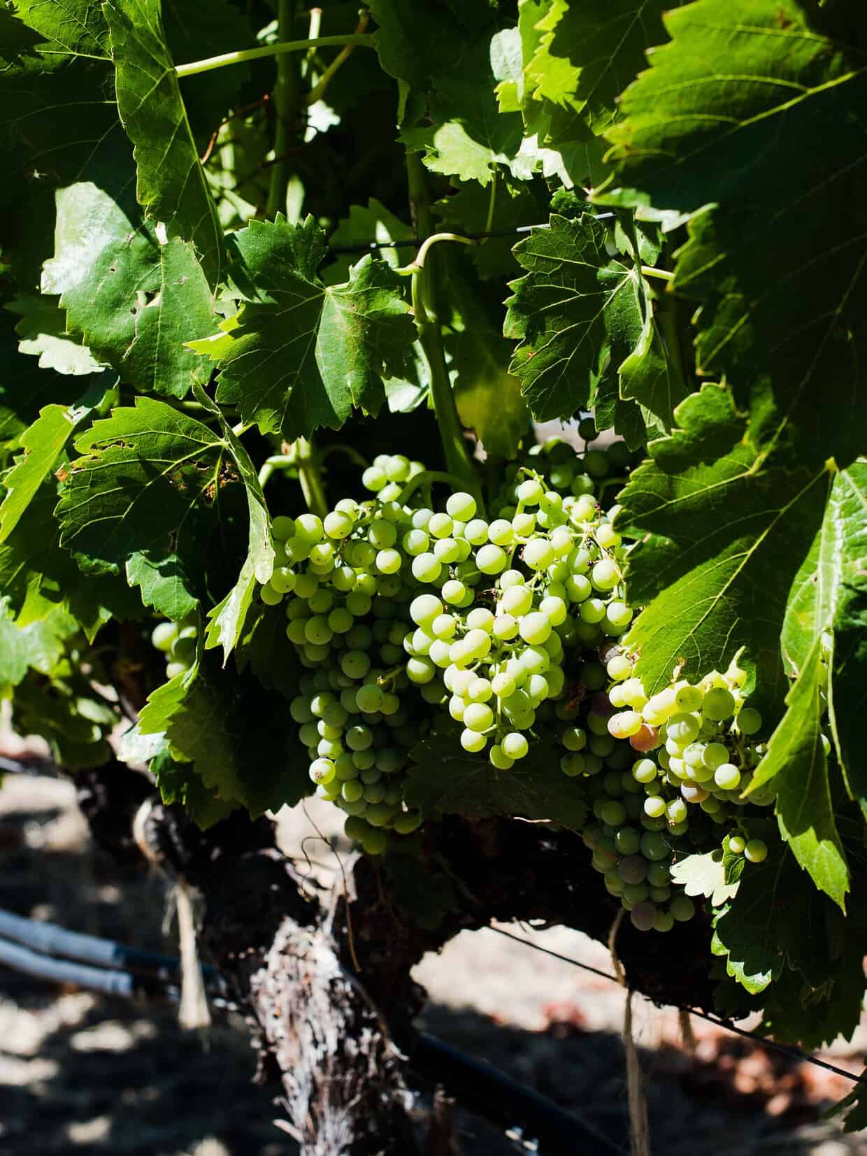 Green grapes growing on the vine at a winery.