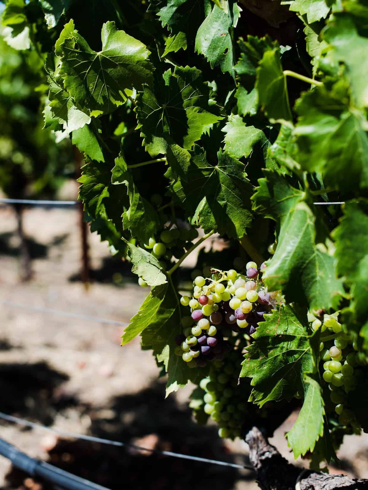 Green grapes growing on the vine at a Sonoma winery.