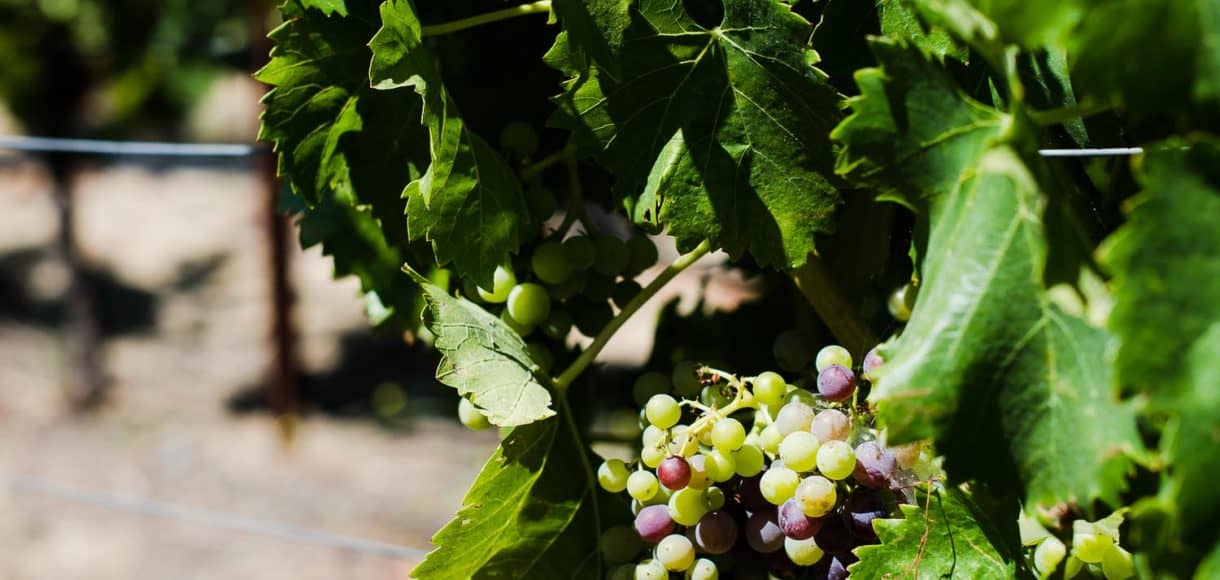 Grapes growing on the vine in Wine Country.