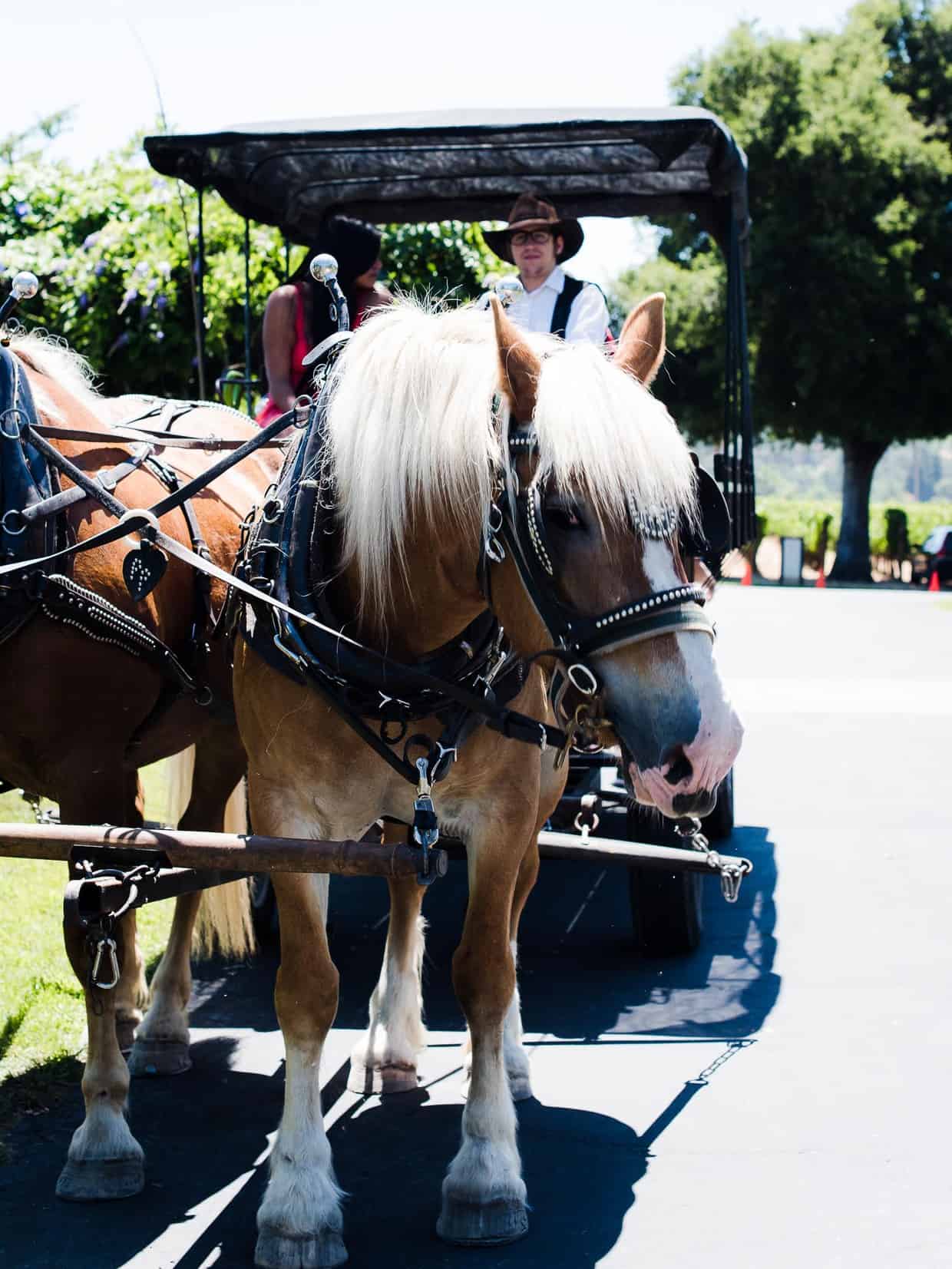 Two tan horses pulling a carriage at a winery.