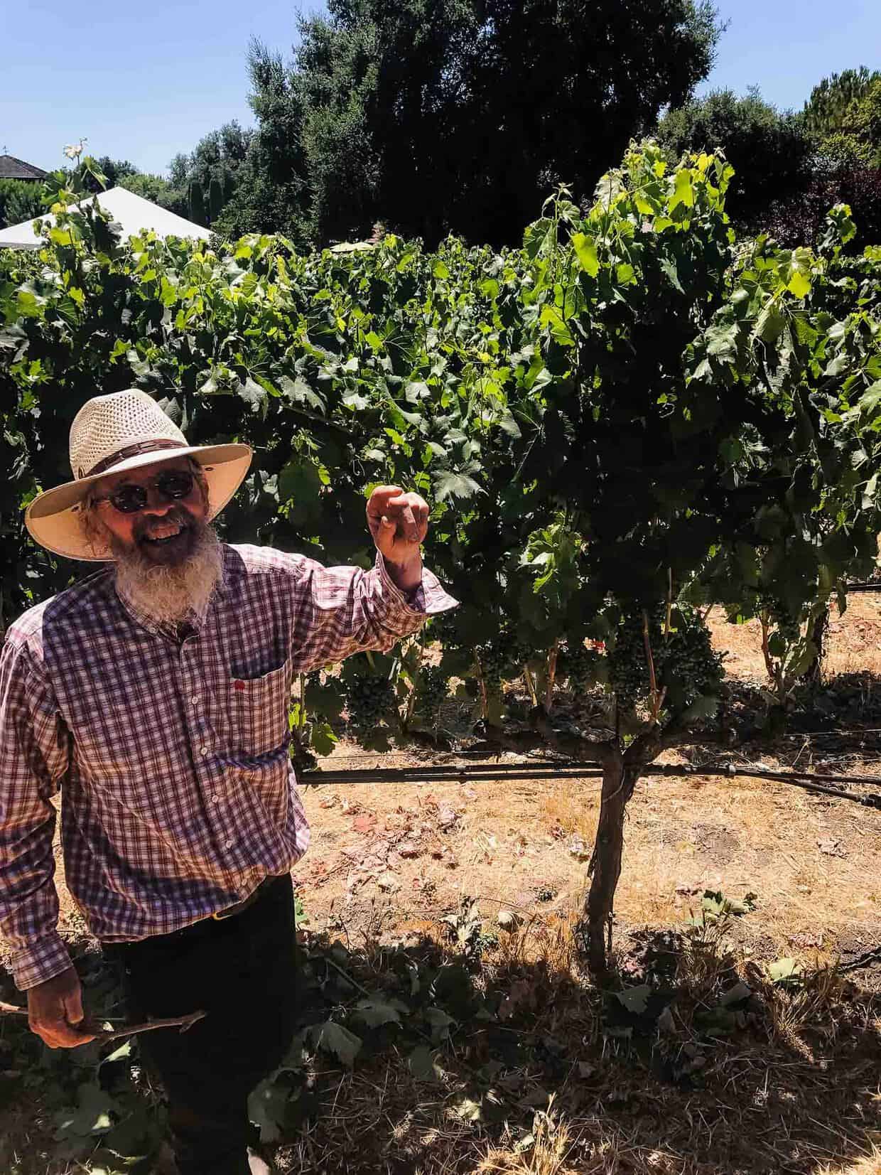 An older man in a plaid shirt and sun hat showing off grapes growing at a vineyard.