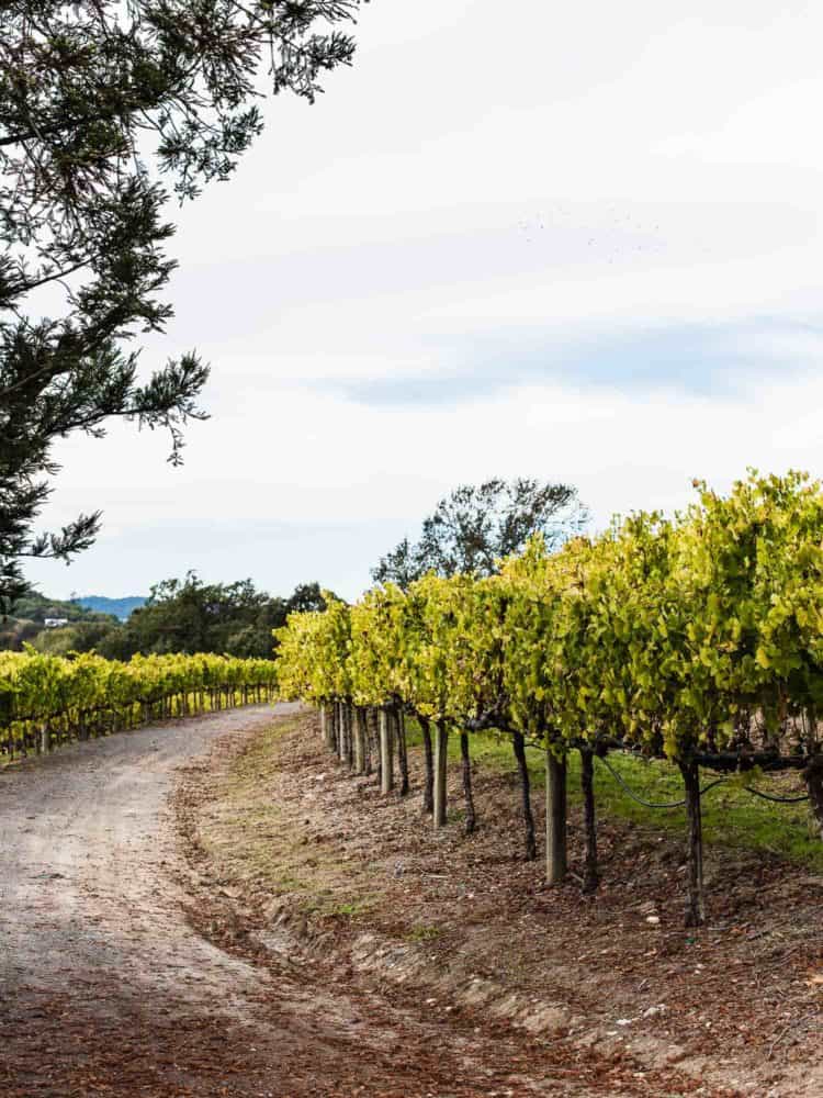 Grove of trees. Five Little Things from Kitchen Confidante.