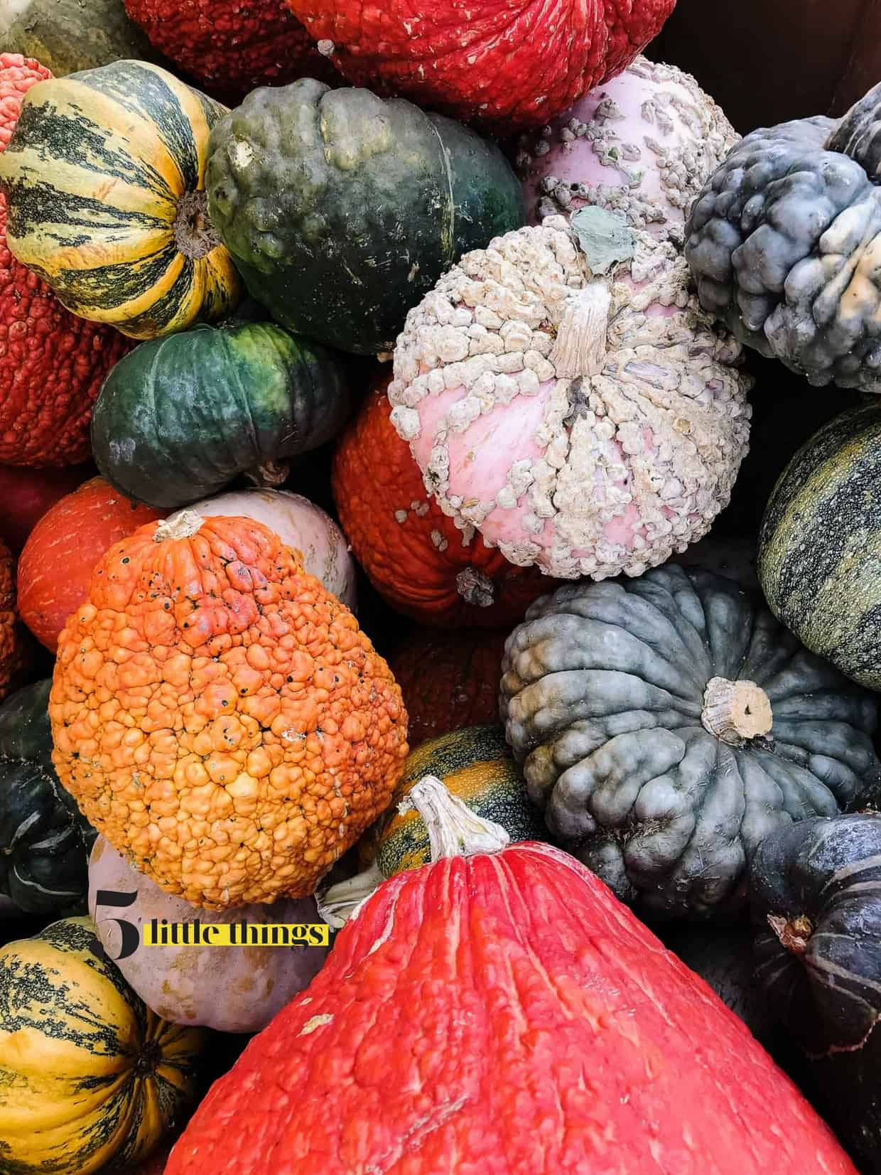 Colorful gourds and squash.