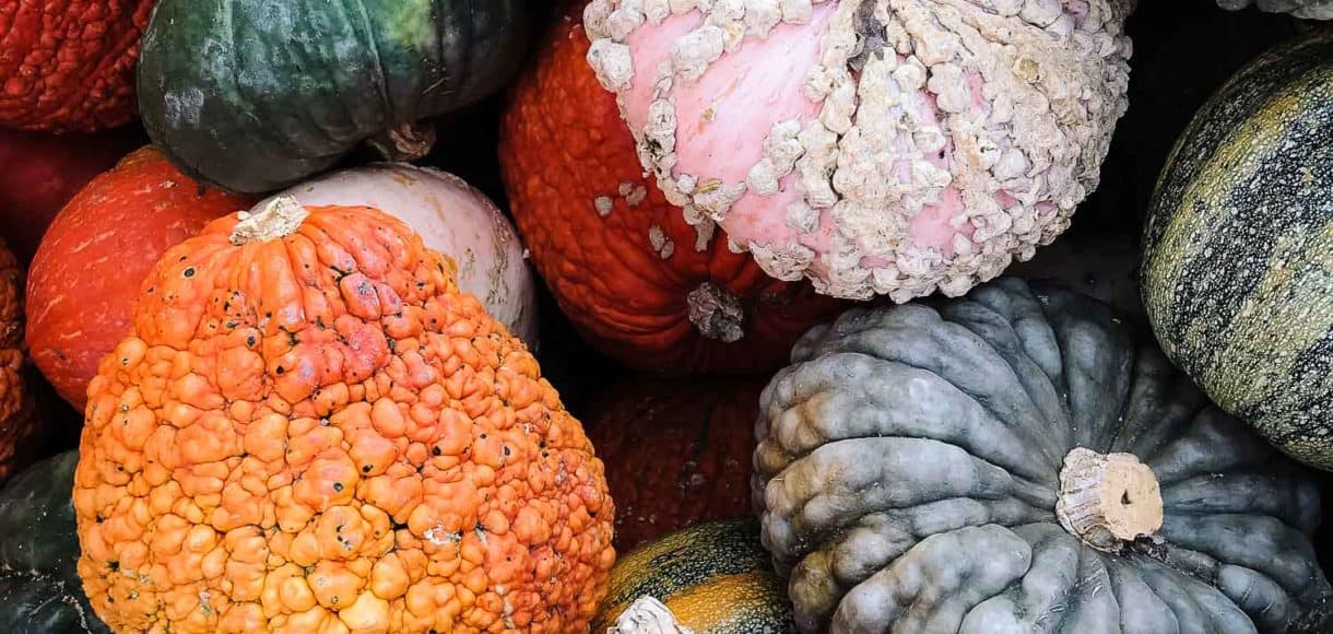 Colorful gourds and squash.