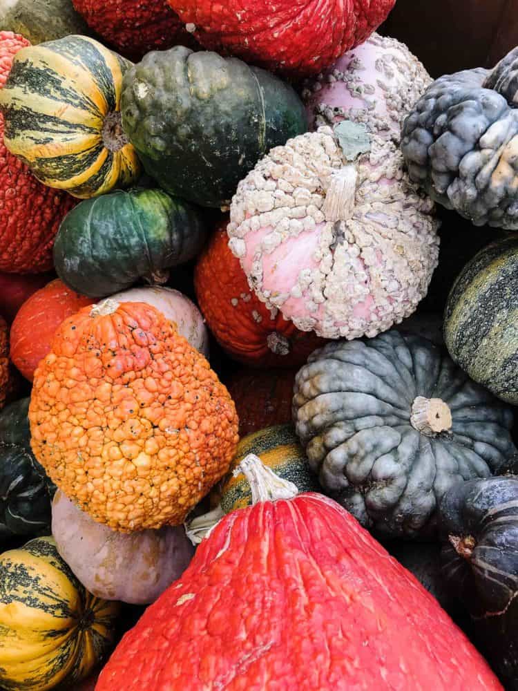 Colorful gourds and squash.