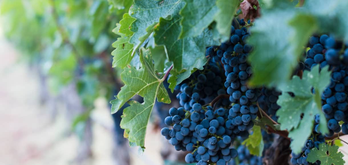 grape vines with purple grapes - Five Little Things from Kitchen Confidante