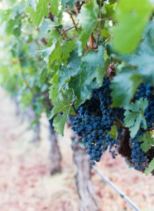 grape vines with purple grapes - Five Little Things from Kitchen Confidante