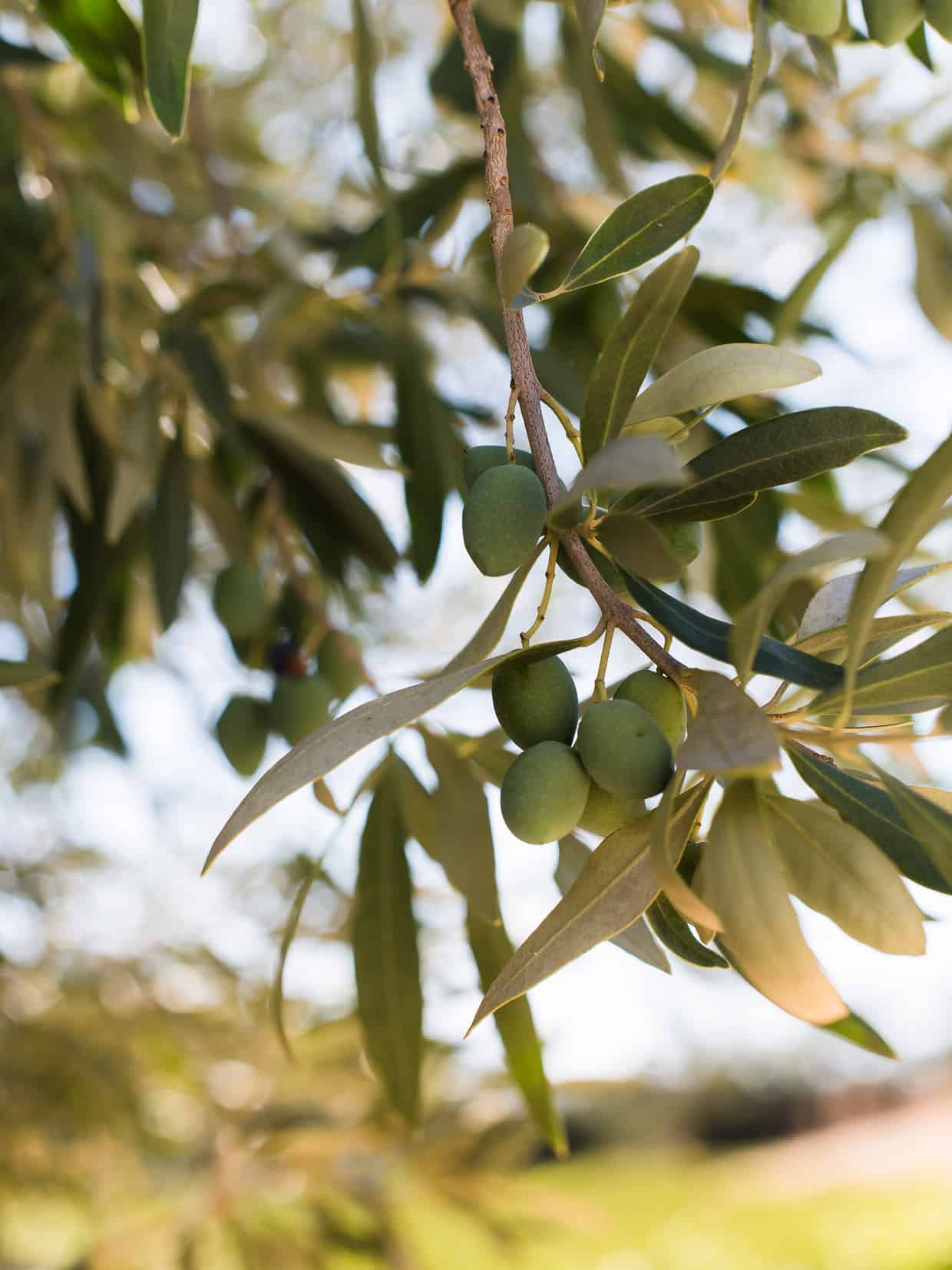 Close up of olives growing on a tree branch.
