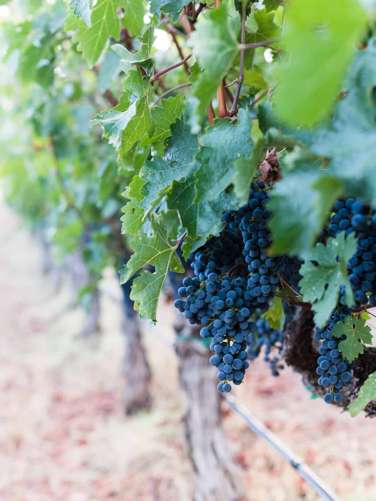 Grapes on the vine at Kelly Fleming Winery.