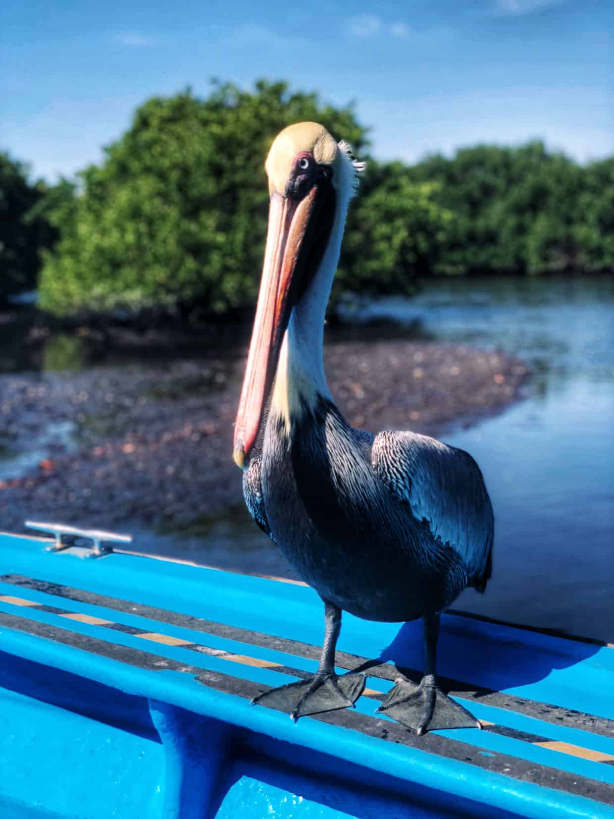 #ad Abundant birdlife in the mangroves of Mazatlan is one of many excursions in Mexico with Princess Cruises.