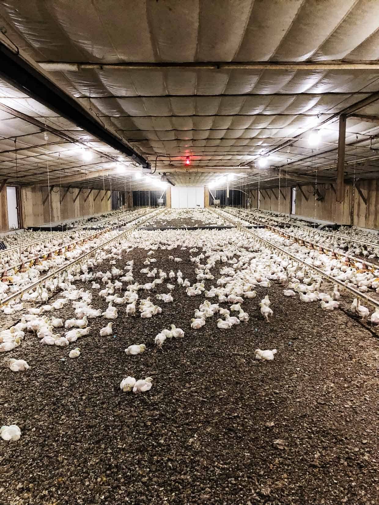 Visiting a chicken barn with Chicken Check In, #sponsored by National Chicken Council