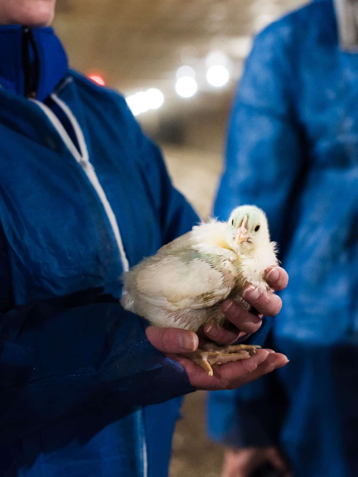 Meeting one of the broiler chickens with Chicken Check In #sponsored by National Chicken Council.