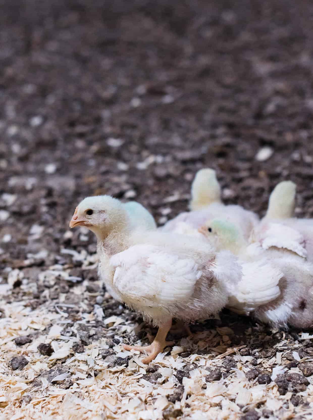 Chickens raised for meat are healthier and stronger than before. Learn more from a Visit to the Chicken Farm, #sponsored by the National Chicken Council