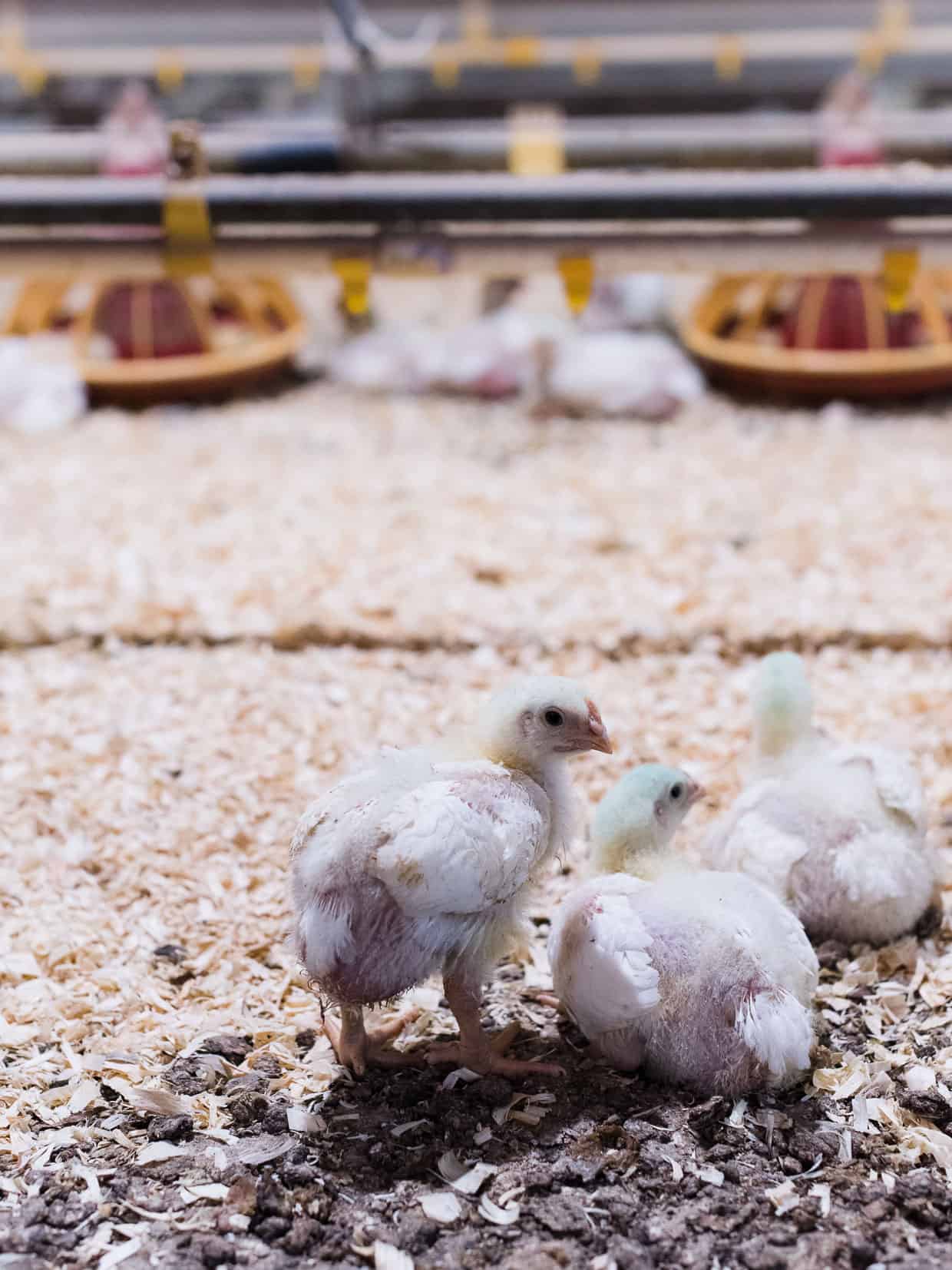 Have you ever wondered what it’s like at a chicken farm and chicken production in the U.S.? Join me as I share my recent visit to a farm in Maryland with the National Chicken Council. #sponsored