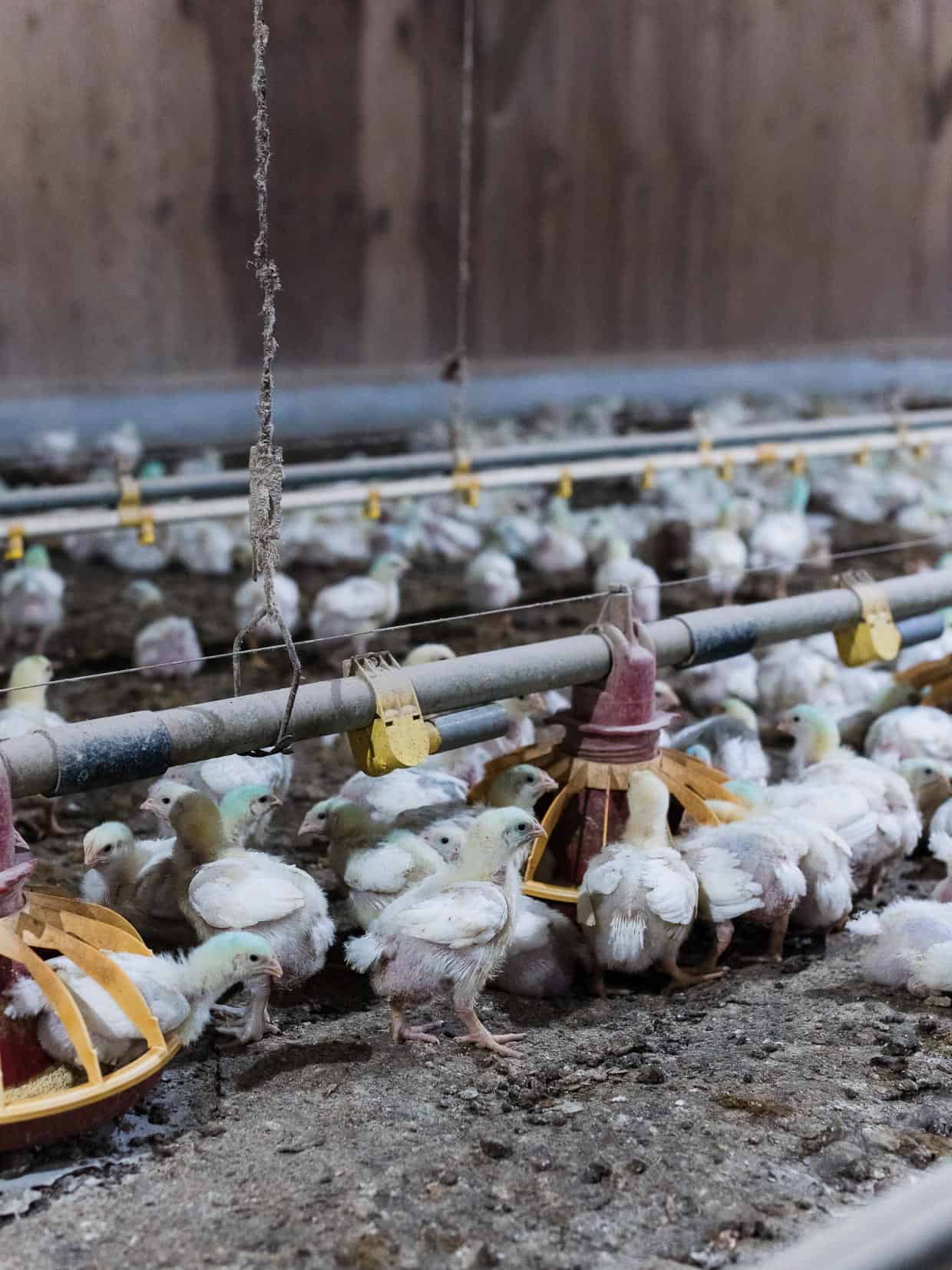 During our Chicken Check In, these chickens were eating and drinking in their climate controlled barn. #sponsored by the National Chicken Council