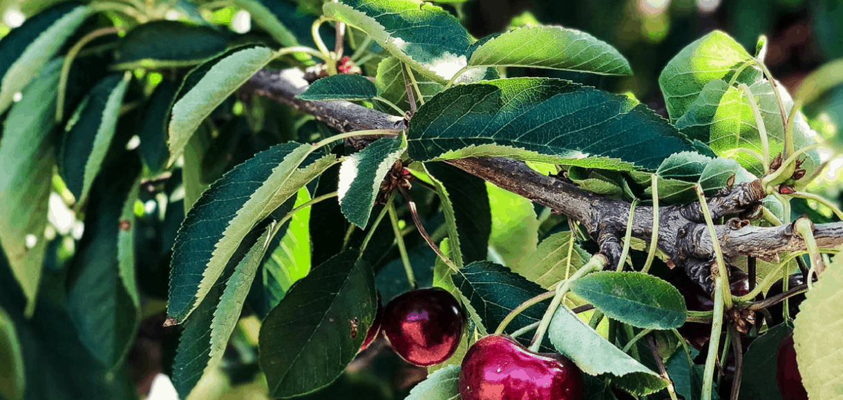 Cherries are Five Little Things I loved on May 18, 2018.