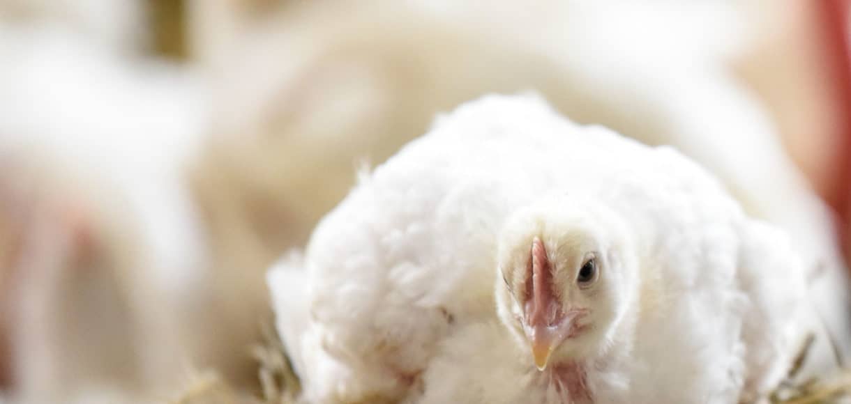 Chicken in poultry house.