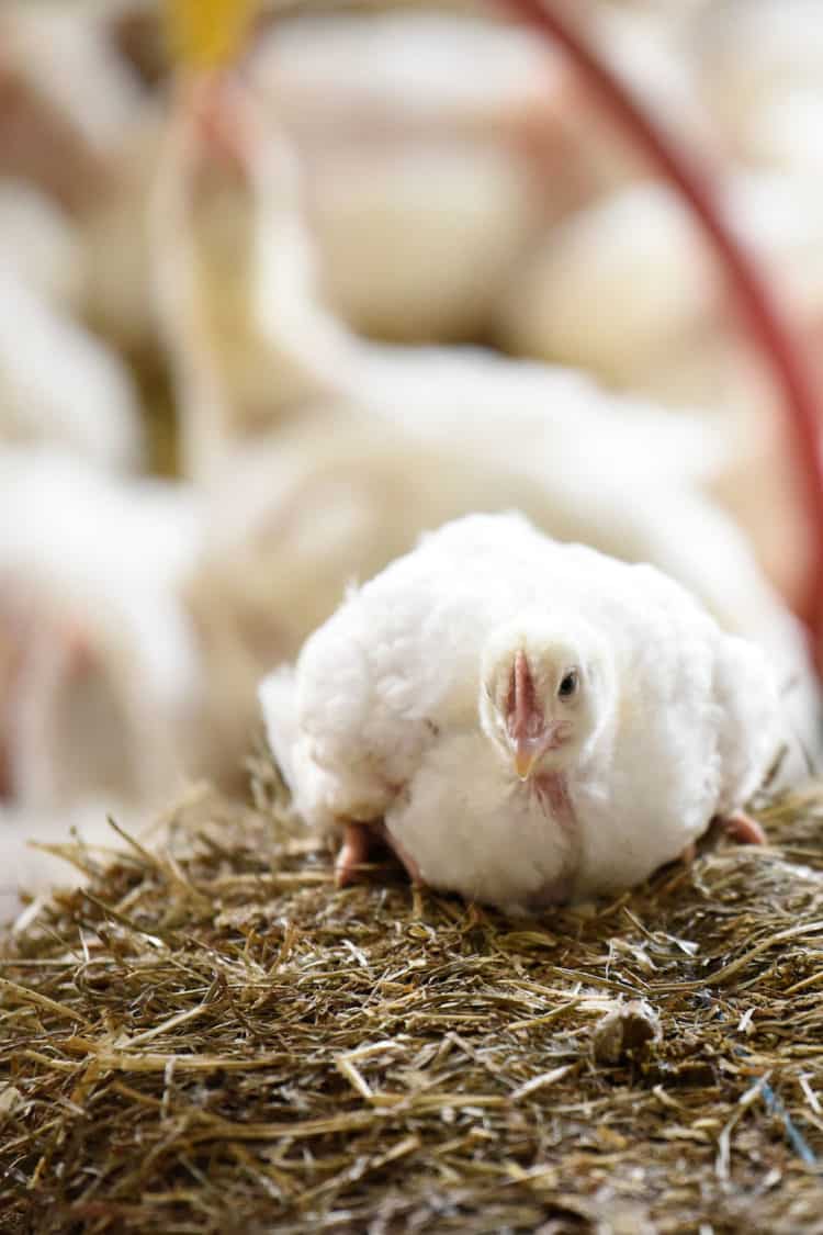 Chicken in poultry house.