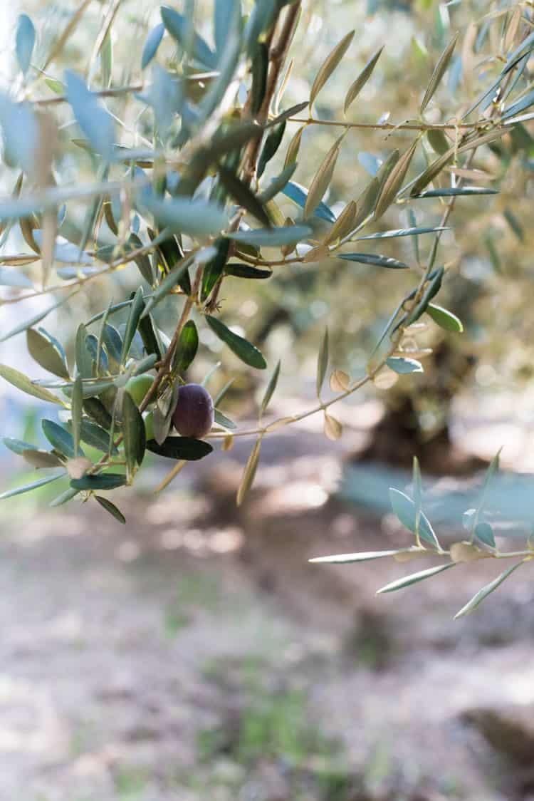 Olives on an olive tree in a California Ripe Olives Grove Tour