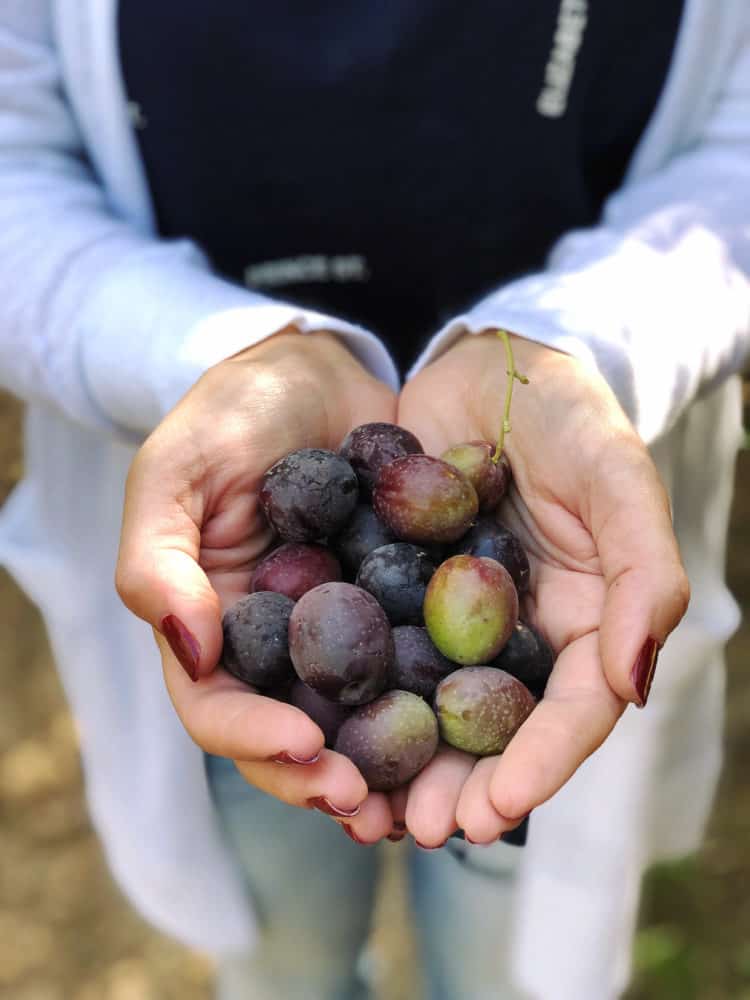 Handful of fresh California olives.