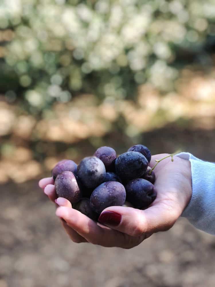 A handful of olives in a California Ripe Olives grove.