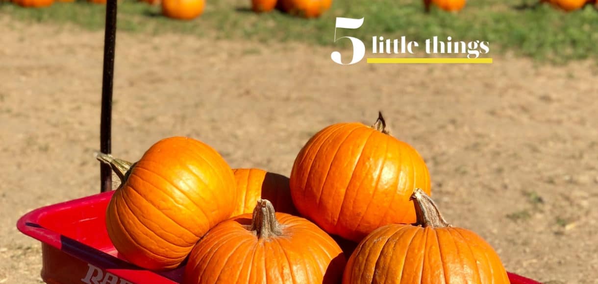 Pumpkins stacked in a Radio Flyer wagon at the pumpkin patch.