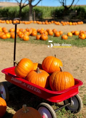 Pumpkins stacked in a Radio Flyer wagon at the pumpkin patch.