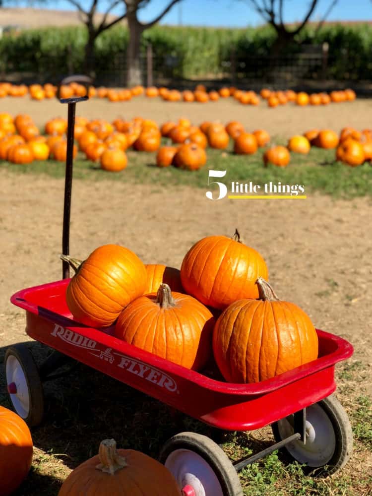 Pumpkins stacked in a Radio Flyer wagon at the pumpkin patch.