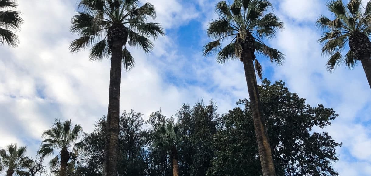 Palm trees in Sacramento.