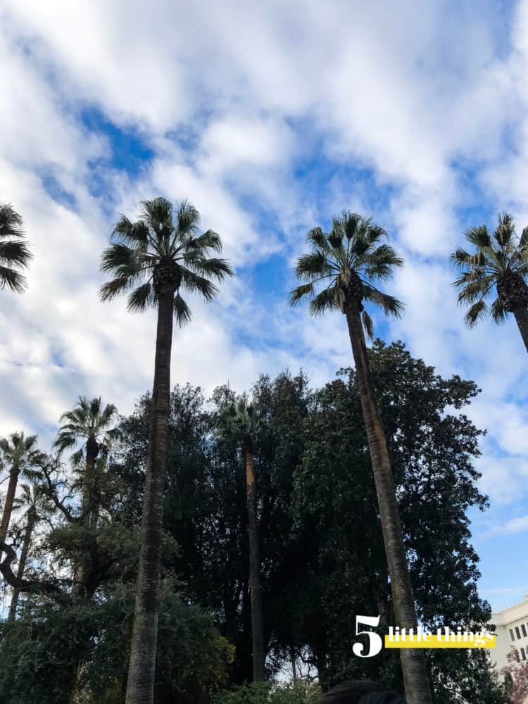 Palm trees in Sacramento.