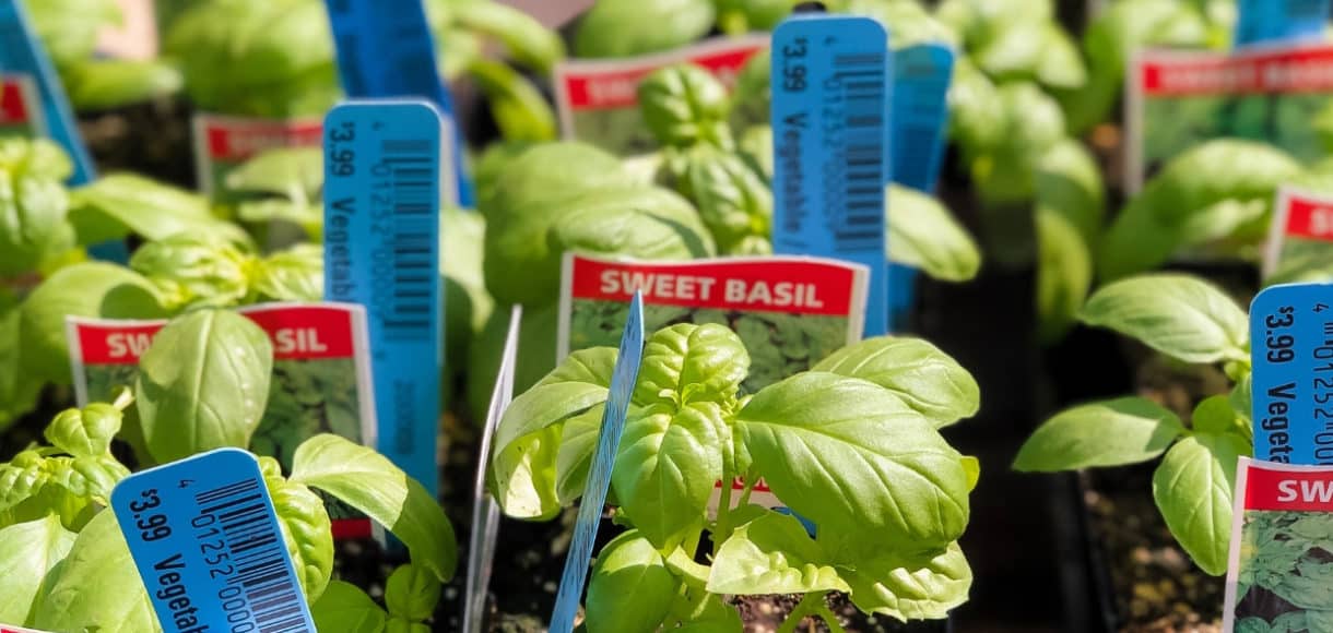 Basil plants are one of the Five Little Things I loved the week of March 22, 2019.