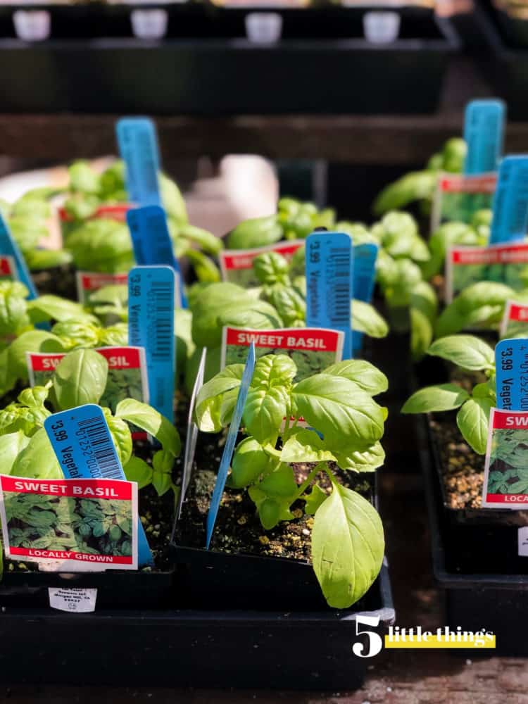 Basil plants are one of the Five Little Things I loved the week of March 22, 2019.