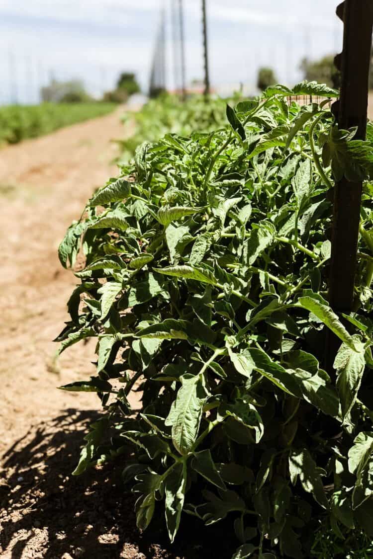 Fields at Gibson Farmers Market, Central Valley California