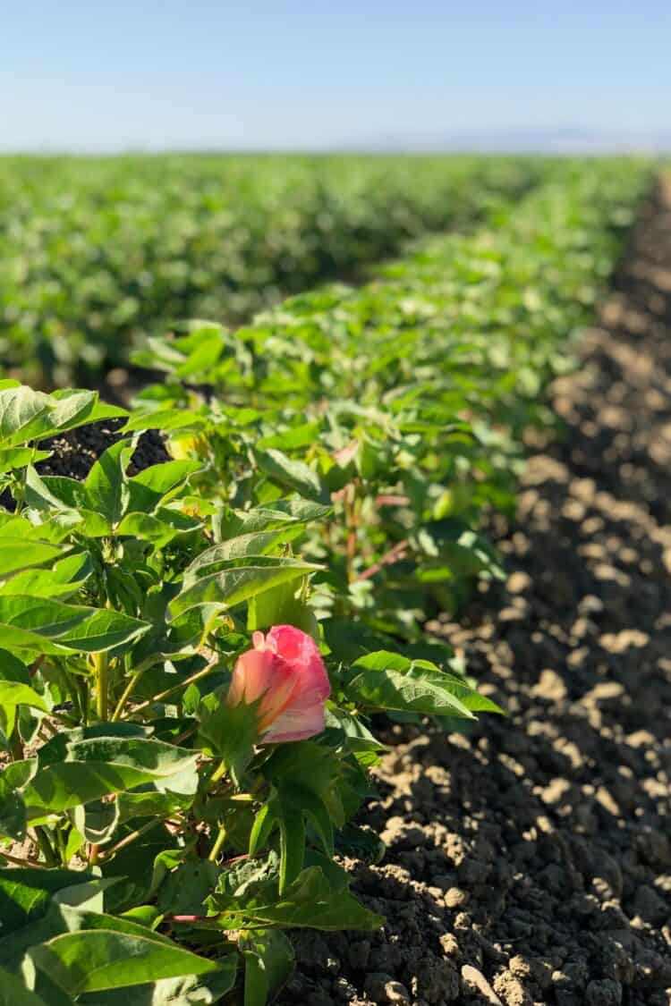 Cotton field in Central Valley California