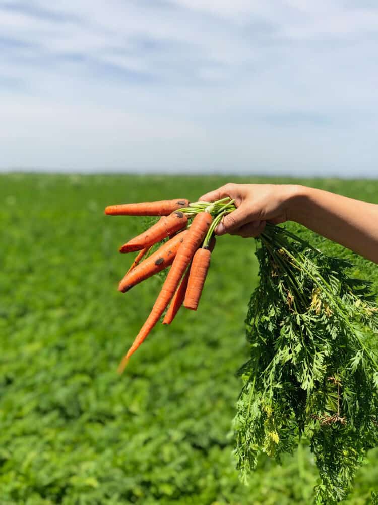 Carrots freshly pulled from the field during the California Farm Water Coalition Tour.