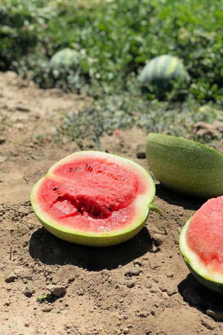 Watermelons ready for harvest at Bowles Farming Company in Central Valley California.