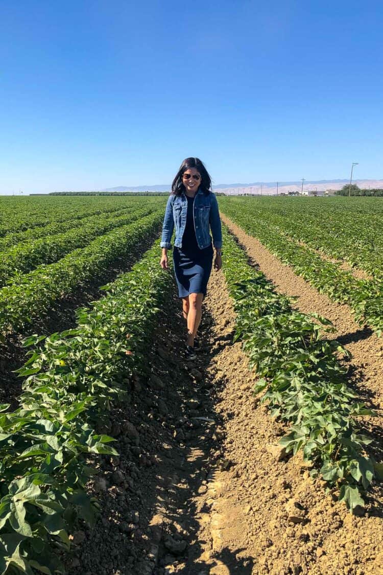 Walking through a cotton field while Touring Agriculture in Central Valley California