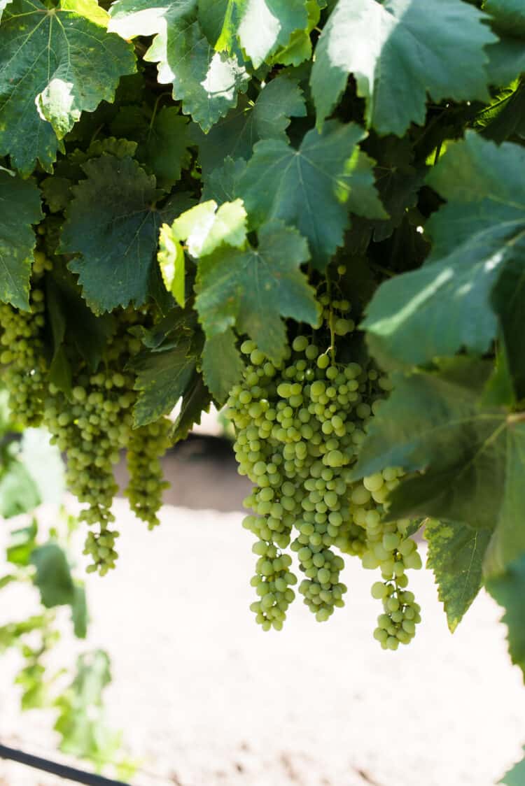 Raisin grapes on the vine in Central Valley California.