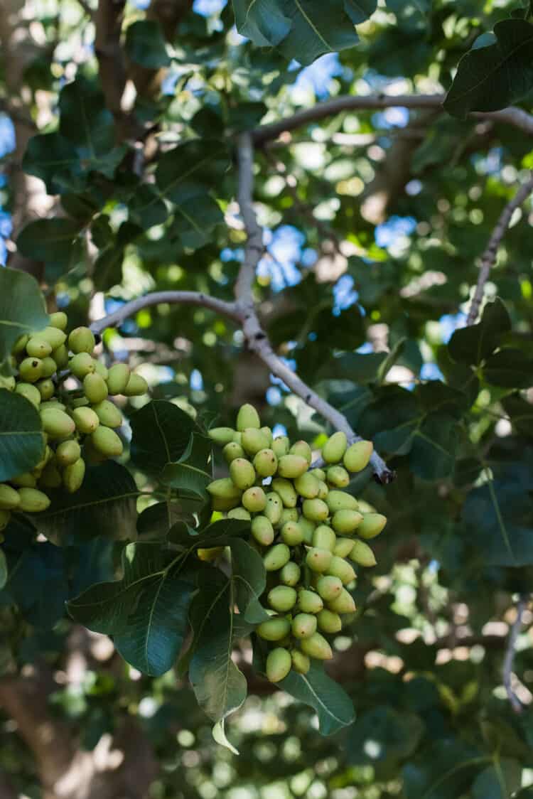 Pistachios growing in the orchards of Central Valley California.