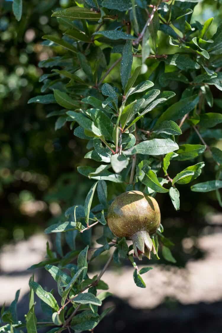 Pomegranate growing in the orchards of Central Valley California.