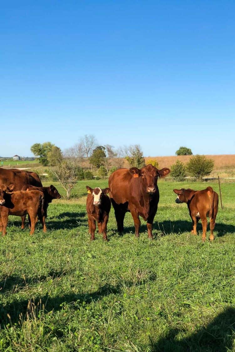 Cattle in the hills of Iowa.